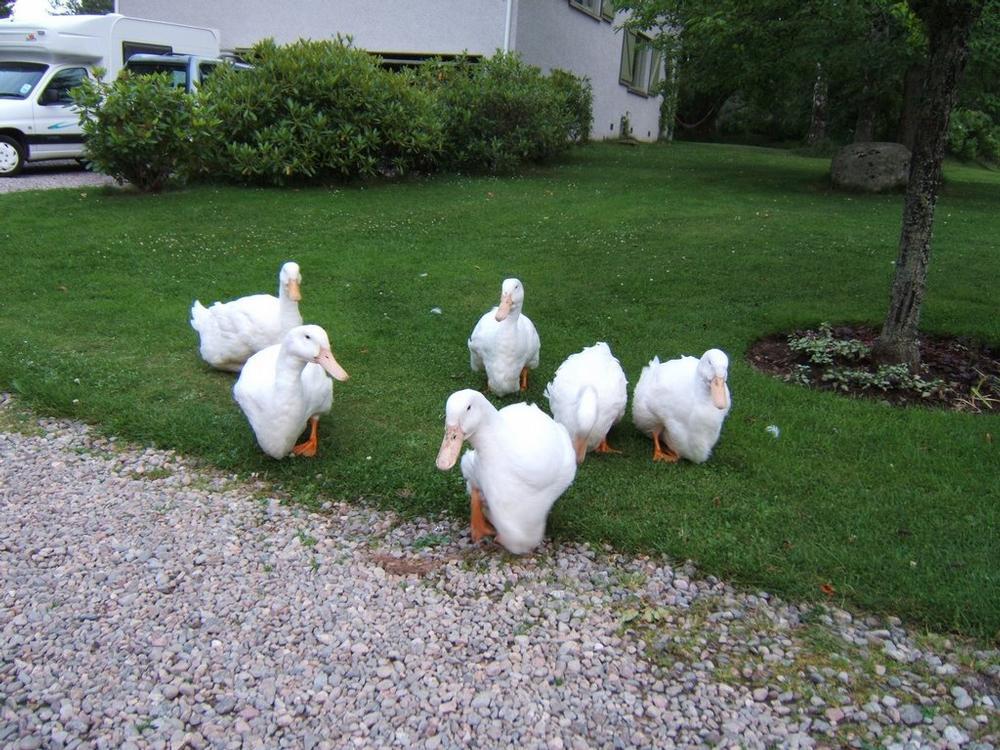 4th to 6th August 2006 – Lazy Duck