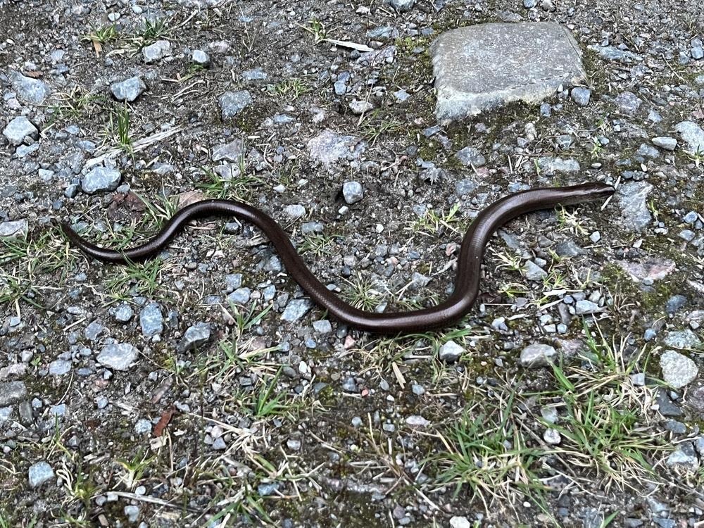 2nd to 5th August 2024 – Knoydart Bunkhouse, Inverie (Knoydart) (Early August BH)